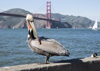 Let’s Stop Trashing the Bay