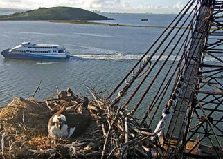 Ospreys Make New Attraction for Richmond Ferry Riders