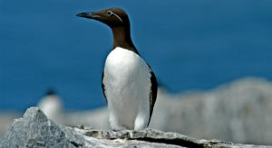 Common Murres On the Comeback Trail