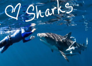 Beyond Shark Week: Choose Your Own Shark Adventure