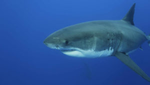 Swimming With Sharks, and Working to Save Them