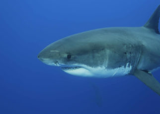 Swimming With Sharks, and Working to Save Them