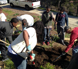 S.F. Communities Welcome Urban Fruit Orchards
