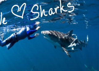 Shark Attacks: Cases of Mistaken Identity