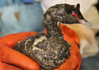 San Francisco Bay Hit by Four Recent Oil Spills