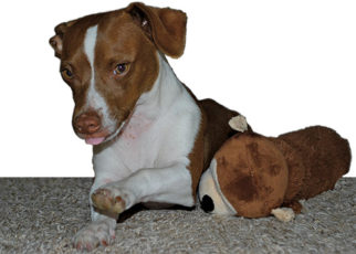 Around the Bay in June