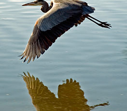 Great Blue Herons Plentiful Around the Bay