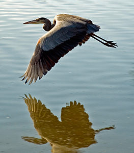 Great Blue Herons Plentiful Around the Bay