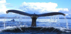 Watch Out for Whales!