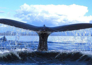 Watch Out for Whales!