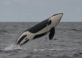 Around the Bay in May 2014