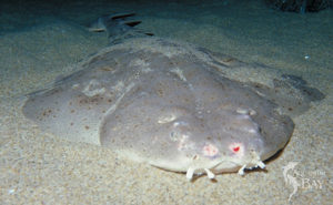 Seven Things You Should Know About Angel Sharks