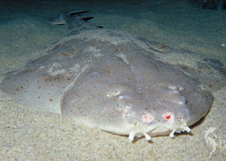 Seven Things You Should Know About Angel Sharks