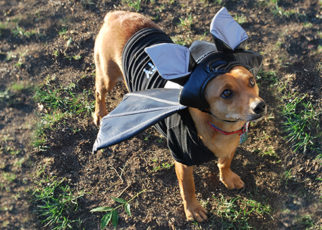 Around the Bay in October 2017