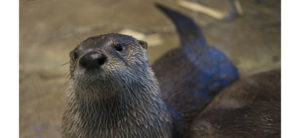 Tahoe Is Coming to San Francisco!