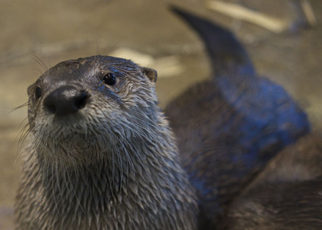 Tahoe Is Coming to San Francisco!