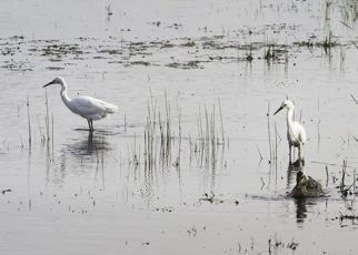 A Big Boost for Bay Wetland Restoration