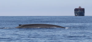 Reducing Whale Deaths in California Waters