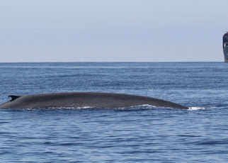 Reducing Whale Deaths in California Waters