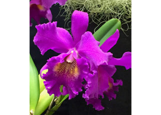 Around the Bay in February