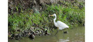 New Trump Proposal Threatens the Bay