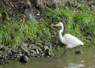 New Trump Proposal Threatens the Bay