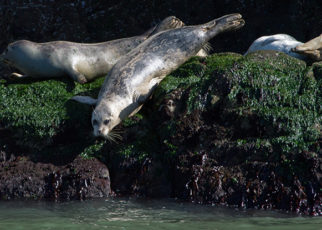 Stopping  Industrial Pollution in the Bay