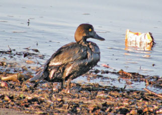 Oil Spill Captain Gets Prison Sentence