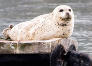 Harbor Seals: At Home in the Bay