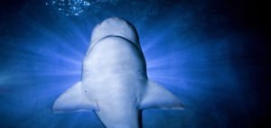 Sharks Aren’t Scary