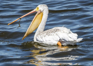 Good News and Possible Bad News for the Bay