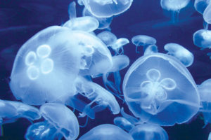 Moon Jellies: More Graceful than a Night at the Ballet