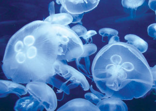 Moon Jellies: More Graceful than a Night at the Ballet