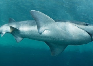 Sharks of San Francisco Bay