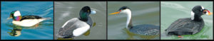 Birds of the Bay