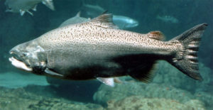 Salmon Make September Memorable