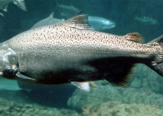 Salmon Make September Memorable