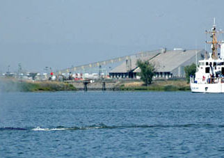 Scientists Successfully Administer Antibiotics to Injured Whales