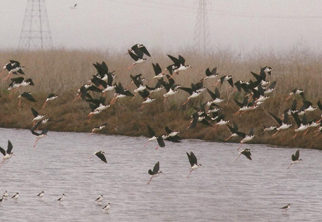 A Migration Celebration Takes Wings