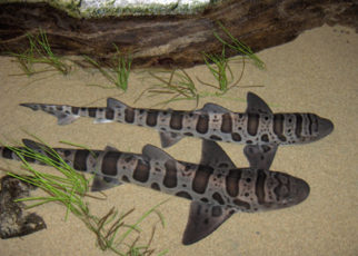 Leopard Sharks:
Spotted in the Bay