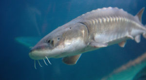 White Sturgeon: The Fish That Goes Both Ways