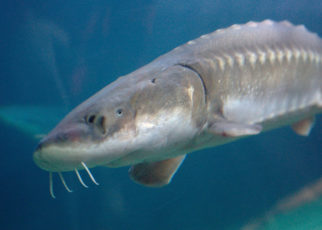 White Sturgeon: The Fish That Goes Both Ways