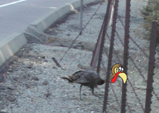 Bay CrossingsCuisine