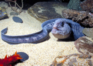 Sex and the Sea: Wolf Eels’ Everlasting Love