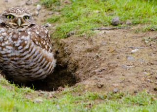 Tiny Owls Cling to Survival Along the Bay’s Shore