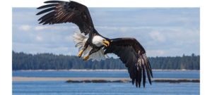 Endangered Species Act in Trump Administration Crosshairs