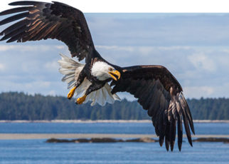 Endangered Species Act in Trump Administration Crosshairs