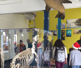 Introducing the New Sea Lion Center on PIER 39