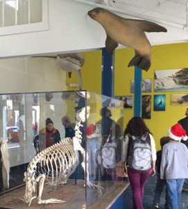 Introducing the New Sea Lion Center on PIER 39