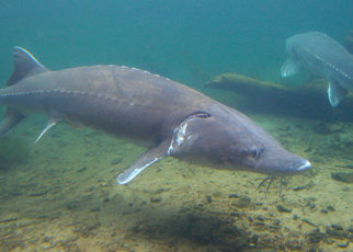 Sturgeon: Quiet Giants of the Bay